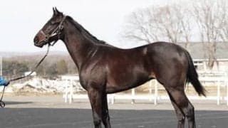 ダービー馬の全弟アルマドラード。厩舎スタッフが「さすが」と感嘆