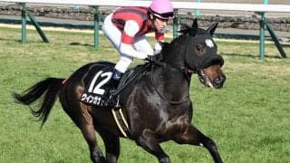 【先週のJRA抹消馬】重賞2着馬マイネルサージュ・ウインガナドル、若駒S2着マイハートビートなど