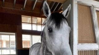 オメガパフューム、JBCクラシックに向けて栗東帰厩/栗東トレセンニュース