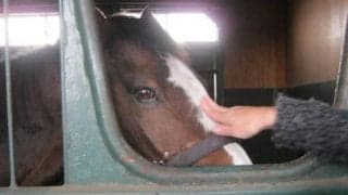 1995年の宝塚記念を勝利したダンツシアトルが死亡