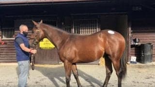 橋田満調教師が英セールで1歳馬2頭を落札「素晴らしい可能性を感じる馬」