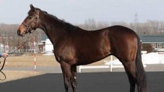 シテフローラルは、スタッフ曰く「兄サトノクラウンによく似ている」