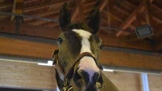 【サウジアラビアRC展望】後のGI馬を次々輩出する出世レース