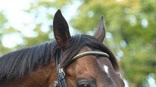 【次走】キセキは武豊騎手騎乗で天皇賞・秋へ