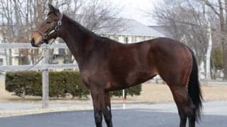 ワグネリアンの妹ミスフィガロ。友道調教師曰く「キレがありそう」