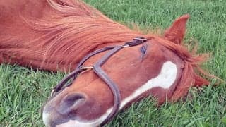 天国へ旅立ったポジー　心の中で永遠に