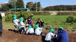 水沢競馬場でさつまいもの収穫祭を開催