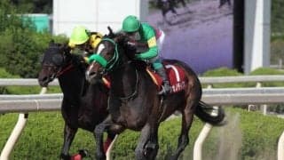 園田でダートグレードVのタガノディグオが園田へ移籍