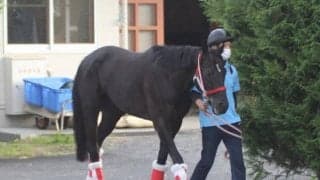 【菊花賞】充実一途、コントレイル/ねぇさんのトレセン密着