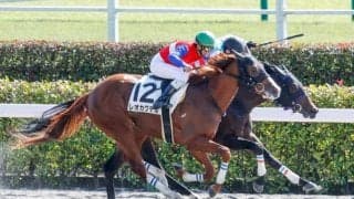 【東京4R新馬戦結果】8番人気レオカクテルが競り合いを制す
