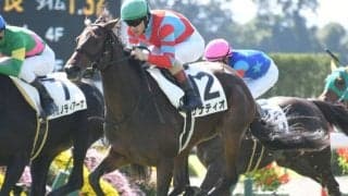 【京都4R新馬戦結果】サナティオが差し切り新馬勝ち