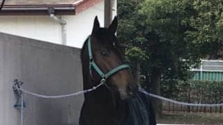 【天皇賞(秋)】キセキ陣営「大きなフットワークを存分に発揮できる展開になってくれたら」/ねぇさんのトレセン密着