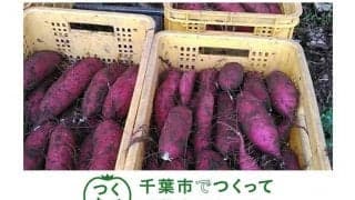 ロッテ、特産品「サツマイモ」を11・1先着300人に無料配布「千葉市が栽培発祥の地」