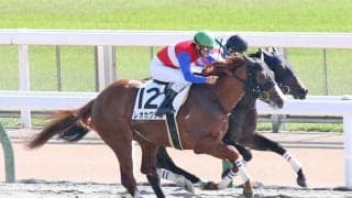 【新馬/東京4R】8番人気の伏兵 レオカクテルがV