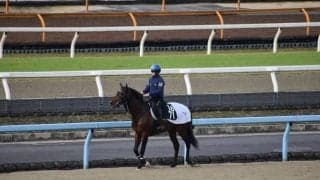 シュアーウィナーなど、先週のゲート試験/栗東トレセンニュース