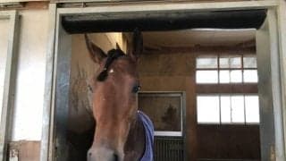 【JBCクラシック】クリソベリル陣営「ブラックスピネルが後押ししてくれるんじゃないかな」/ねぇさんのトレセン密着