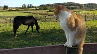 種牡馬引退のプリサイスエンド 第三の馬生へ