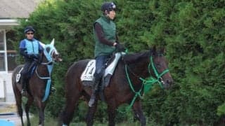 【アルゼンチン共和国杯】エアウィンザー陣営「去勢効果で体つきが変わった」/ねぇさんのトレセン密着