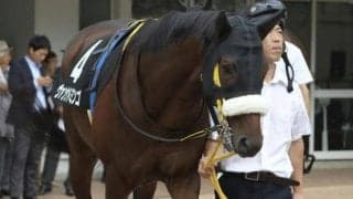 【福島記念ハンデ確定】ヴァンケドミンゴは55.0kg、アドマイヤジャスタは56.0kg
