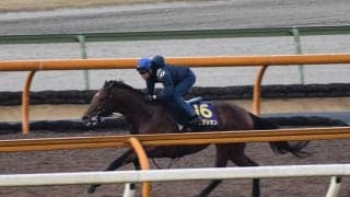 ラウダシオン、マイルCS1週前追い切り速報/栗東トレセンニュース