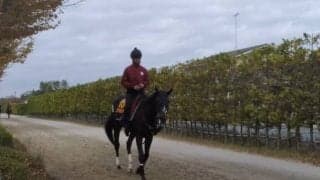 【エリザベス女王杯】リアアメリア陣営「前走後のダメージはなく体も戻っている」/ねぇさんのトレセン密着