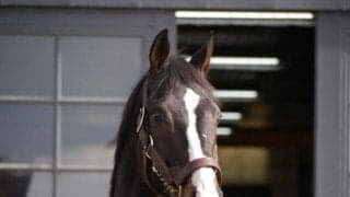 アロマカフェの初年度産駒がJRA初出走、15日福島1Rのカフェリリー