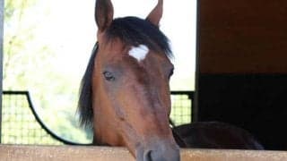 新種牡馬ダノンシャークの産駒がJRA初勝利　タイキドミニオンが初ダートで2.1/2馬身差V