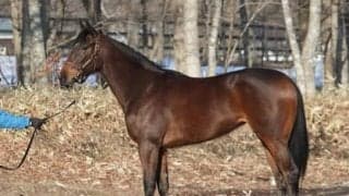 『こんなに動けるんだ』とスタッフが感嘆。逸材グランワルツが初陣へ