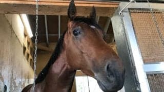 【マイルCS】カツジ陣営「変わらずにきている」/ねぇさんのトレセン密着