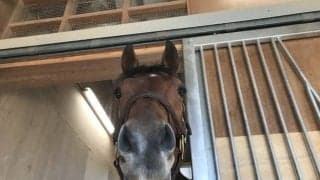 【マイルCS】ラウダシオン斉藤師「偶数番で良かった」/ねぇさんのトレセン密着