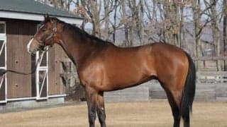 叶わなかった兄たちの夢。その実現を託された良血マンインザミラー