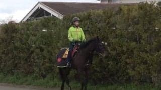 【ジャパンC】デアリングタクト杉山師「神様からの授かりもの」/ねぇさんのトレセン密着