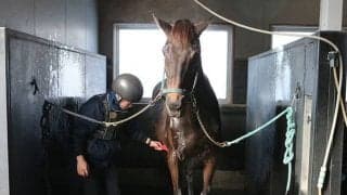 【生産地】厳しい訓練を乗り越えた育成調教技術者研修生/田中哲実コラム