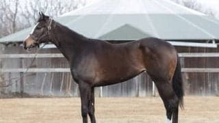 「力強いフットワーク」を見せるスワーヴリチャードの妹、ルナベイル