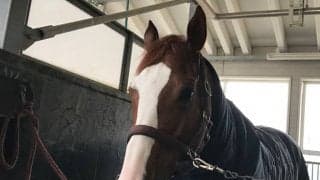 【チャンピオンズC】インティ陣営「体にハリがありいいかんじ」/ねぇさんのトレセン密着