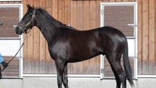 世界的な名馬の血筋を引くギルティブラックは「初戦から十分やれる」