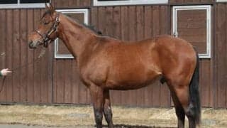 欧州ＧＩ２勝の姉を持つセブンフォールドは「鍛えながらよくなる印象」