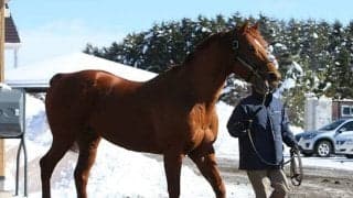 【地方競馬】全日本2歳優駿から見た地方競馬の種牡馬勢力図/田中哲実コラム