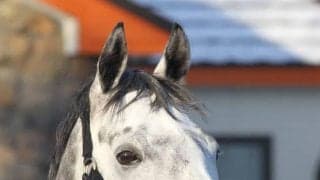 種牡馬入りのウインブライトがビッグレッドファームに到着