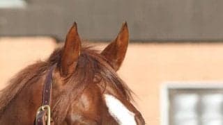 アドマイヤマーズが社台スタリオンステーションに到着