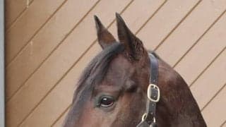 新種牡馬シスキンが社台スタリオンステーションに到着、今年の愛2000ギニー覇者