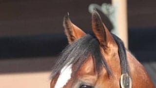 タワーオブロンドンがダーレー・ジャパン スタリオンコンプレックスに到着