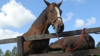 【中山3R・2歳未勝利】スイープトウショウの娘クリーンスイープが差し切りV、今月他界の母に勝利捧ぐ