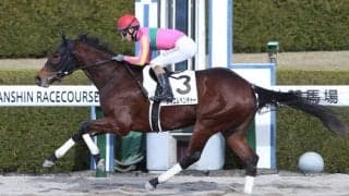 【新馬/阪神5R】テイエムベンチャーが断然の人気に応える