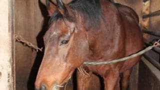 「無敗」が脚光を浴びた2020年。「無勝」のハルウララに会いたくなった