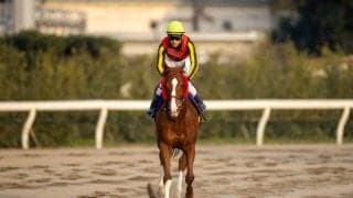 【東京大賞典】藤岡佑「もう少し流れてくれれば…」ウェスタールンドは届かず3着まで