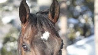 種牡馬入りのゴールドドリームがレックススタッドに到着、2017年JRA賞最優秀ダートホース