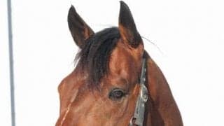 ブルドッグボスがレックススタッドに到着、2019年のNARグランプリ年度代表馬