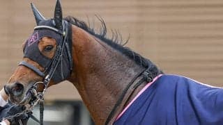 【JRA】ミッキースワローが引退、ディープインパクト孫では初の種牡馬入り