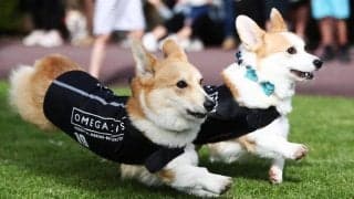 その名もロベルト・レヴァン“ドッグ”スキ？天才ヘディング犬がSNSで大人気